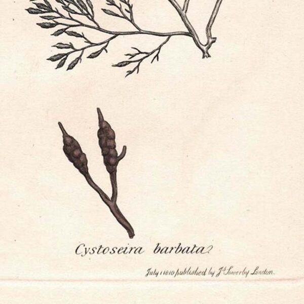 viriathus-grabado-antiguo