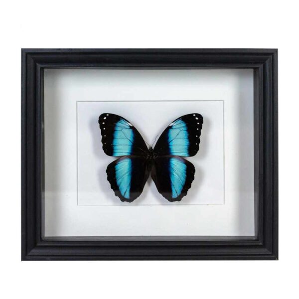 viriathus-mariposa-azul