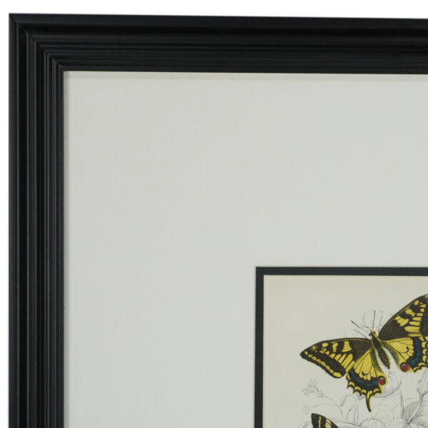 mariposas-litografia-viriathus