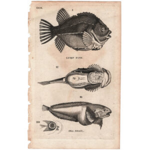 peces-grabado-viriathus-antiguo