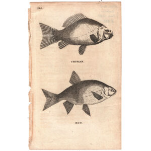 peces-viriathus-grabado-vintage