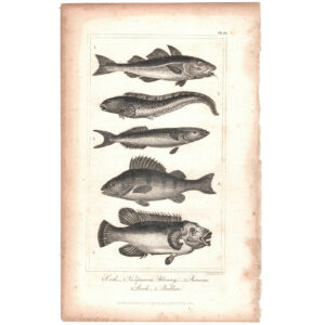 peces-viriathus-graficos-antiguo