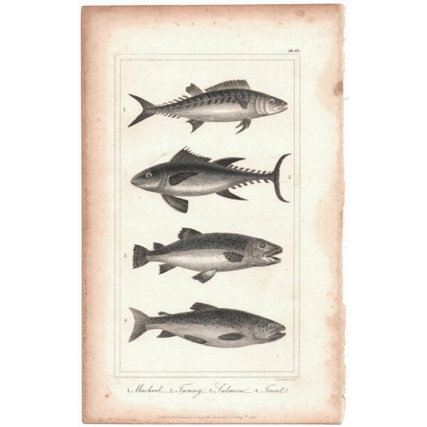 peces-viriathus-vintage-antiguo-grafico