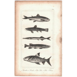 viriathus-peces-antiguo-vintage