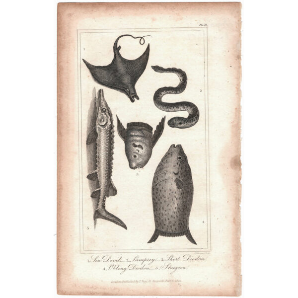 peces-viriathus-vintage-antiguo