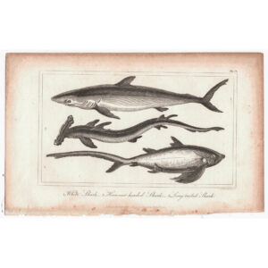 tiburones-viriathus-vintage-antiguo