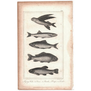 peces-viriathus-vintage-antiguo