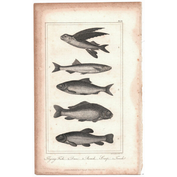 peces-viriathus-vintage-antiguo