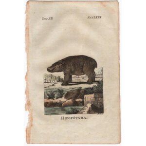 hipopotama-viriathus-vintage