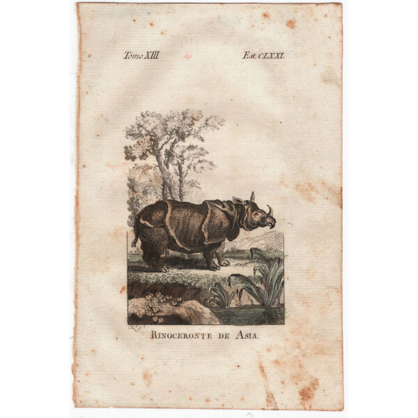 rinoceronte-viriathus-antigua-asia
