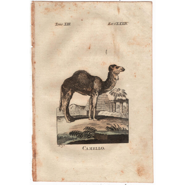 camello-viriathus-vintage-antiguo