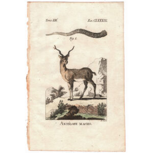 antilope-viriathus-vintage-antiguo