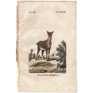 antilope-viriathus-antigua-grabado