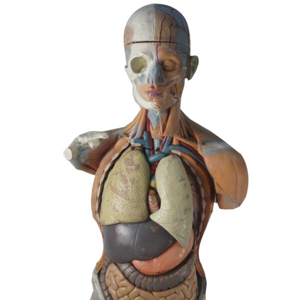 esquema-anatomia-viriathus-antiguo